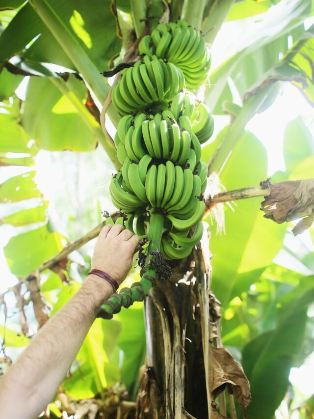 How To Grow & Care For Banana Plant