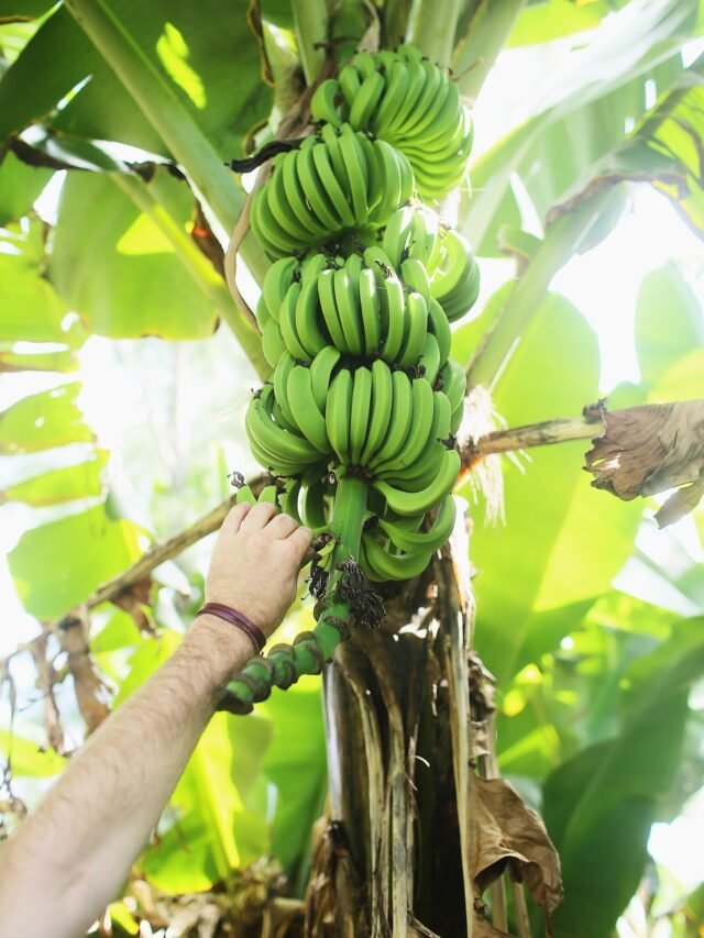 How To Grow & Care For Banana Plant Agriculture Review