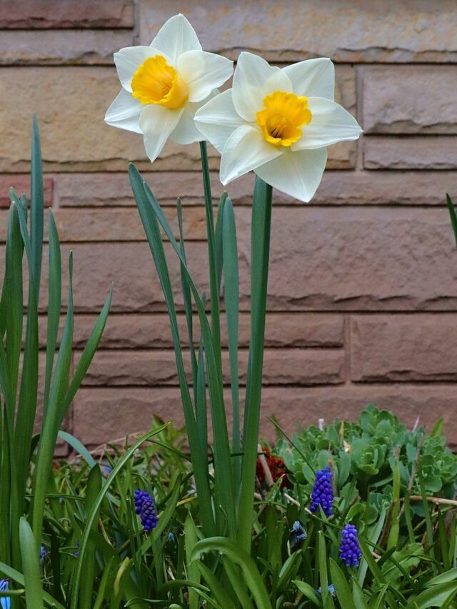 How To Grow And Care For Daffodil