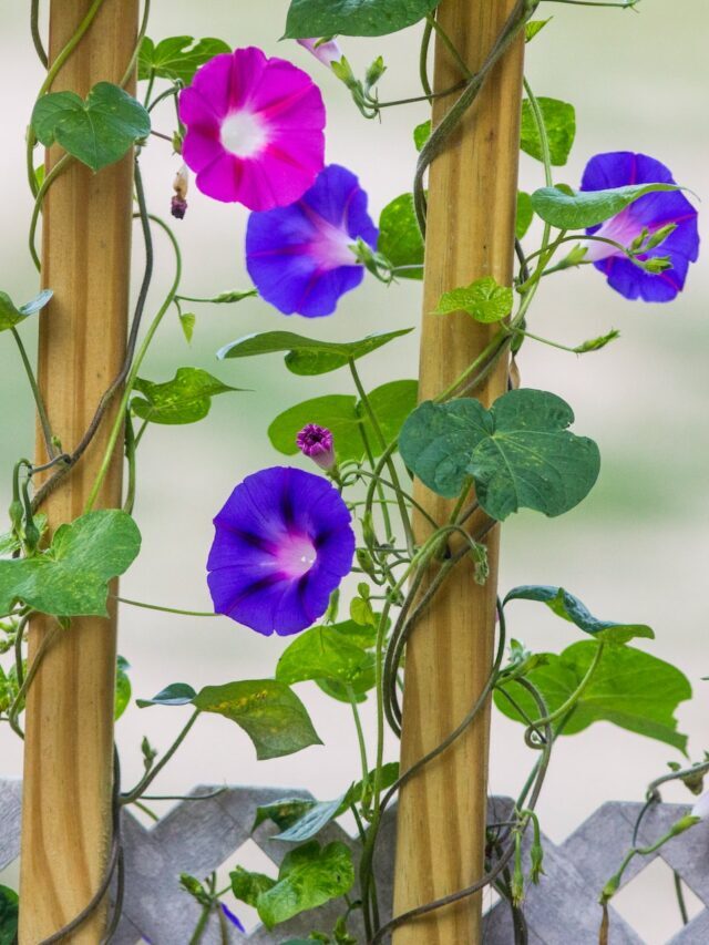 How To Grow & Care For Morning Glory