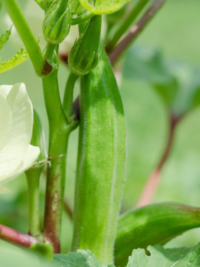 How To Grow & Care For Okra Plant