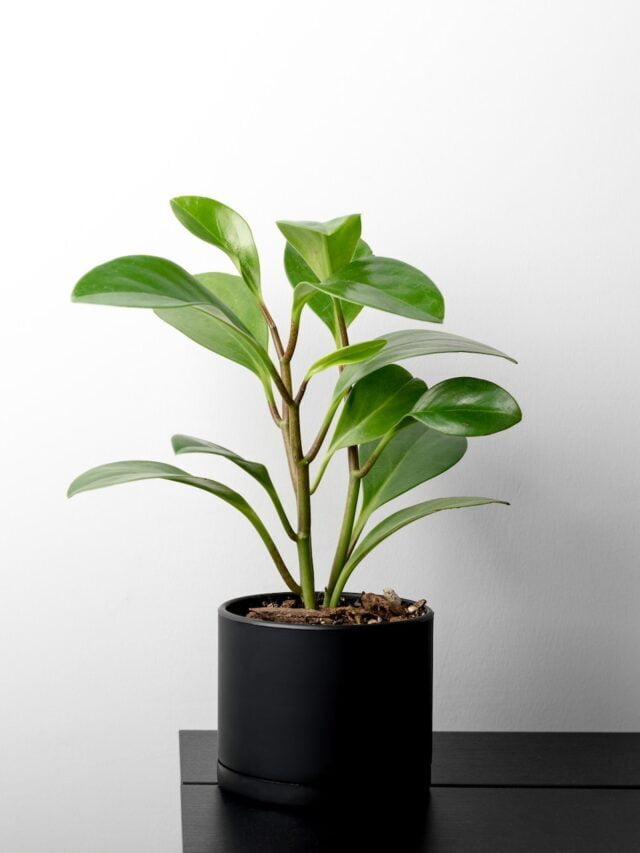 How To Grow & Care For Peperomia