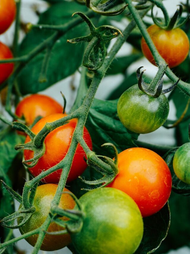How To Grow & Care For Tomato Plant