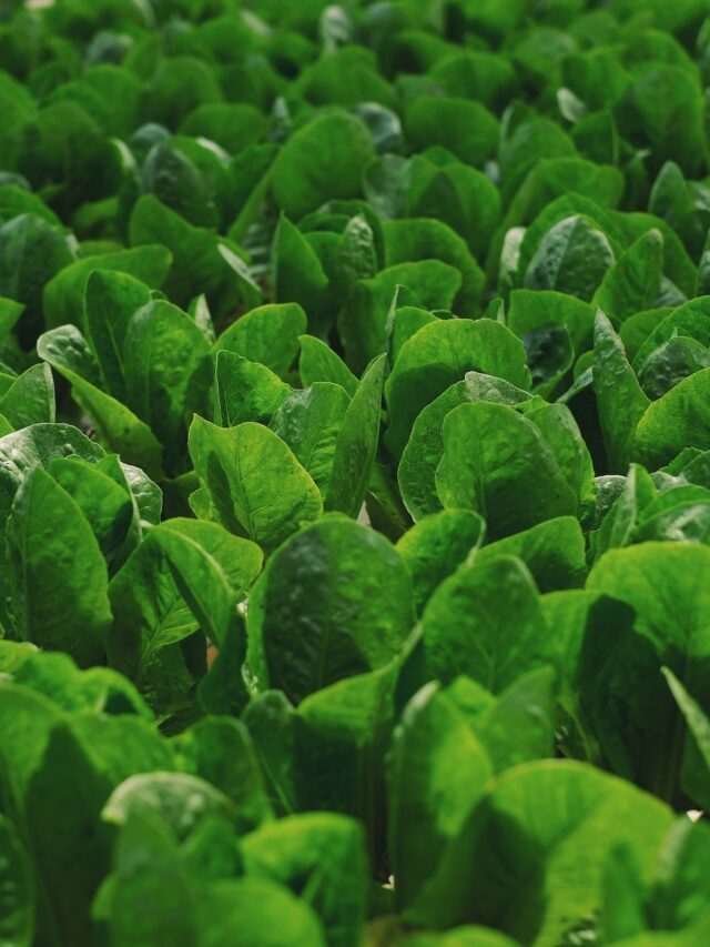 How To Grow & Care For Spinach