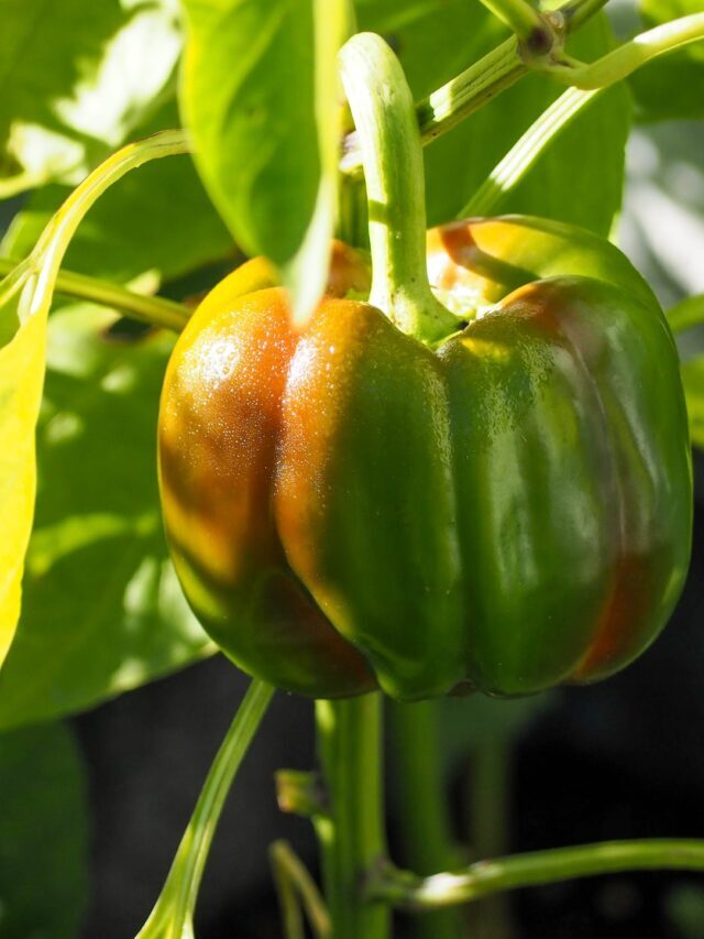 How To Start Growing Bell Peppers