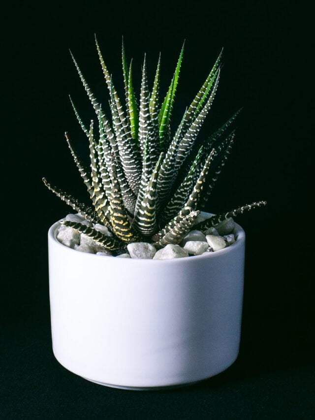 How To Grow & Care For Haworthia Succulent Plant