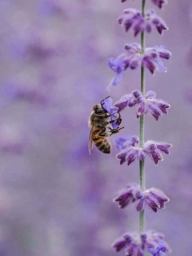 How To Care For A Lavender Plant