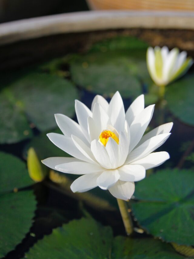 How To Grow & Care For Water Lily