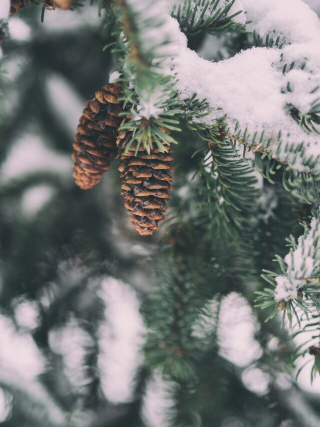 If You Plant A Pine Cone Will A Tree Grow