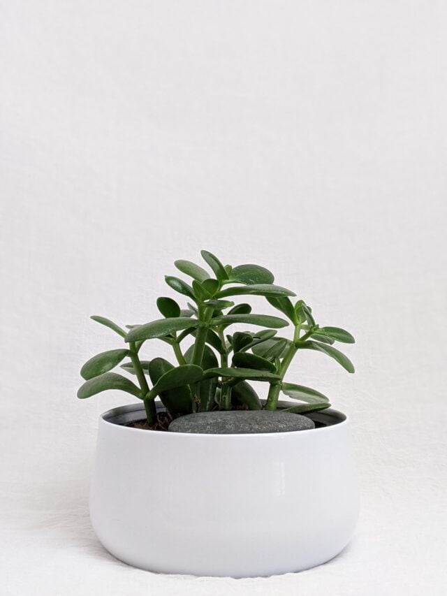 How To Care For Jade Plant