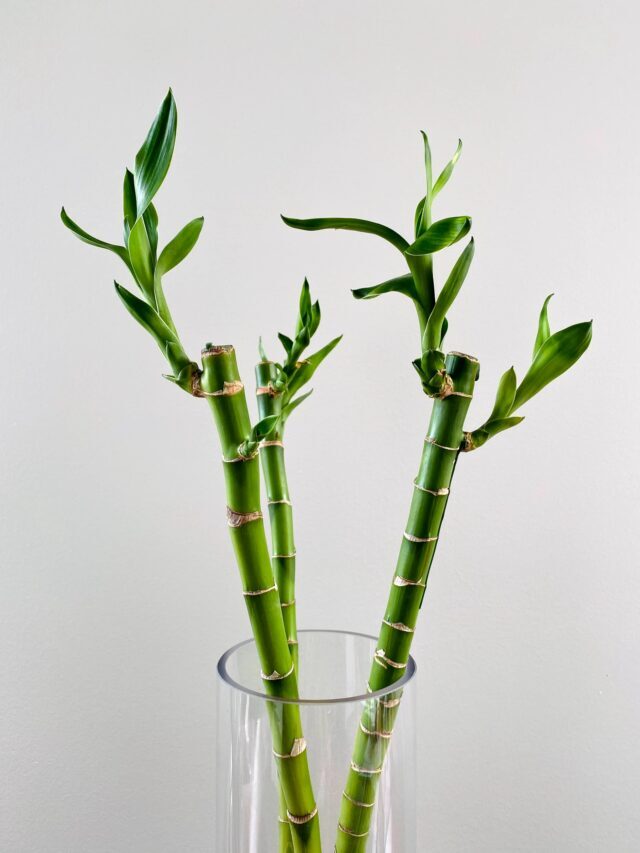 The Ultimate Guide On Lucky Bamboo Plant Care