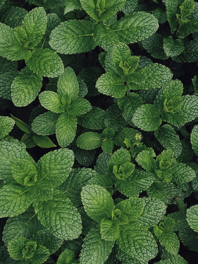 How To Grow & Care For Mint Plant