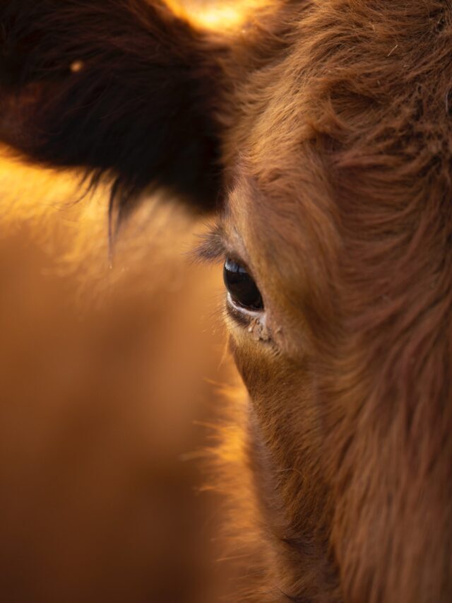 Is Pastoral Farming Beneficial For Farmers
