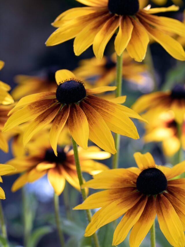 Perennial Flowers That Bloom All Season
