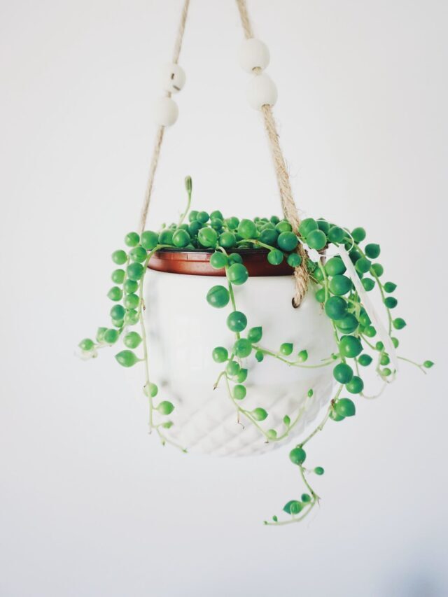 Best Plants For Hanging Pots