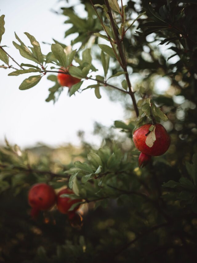 Farmers Can Start Pomegranate Farming To Earn High