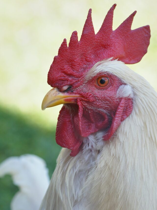 Is Poultry Farming Industry Still Valuable