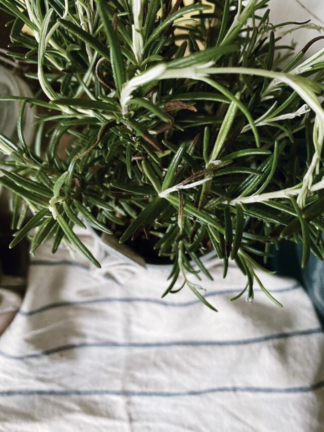 How To Grow & Care For Rosemary Plant
