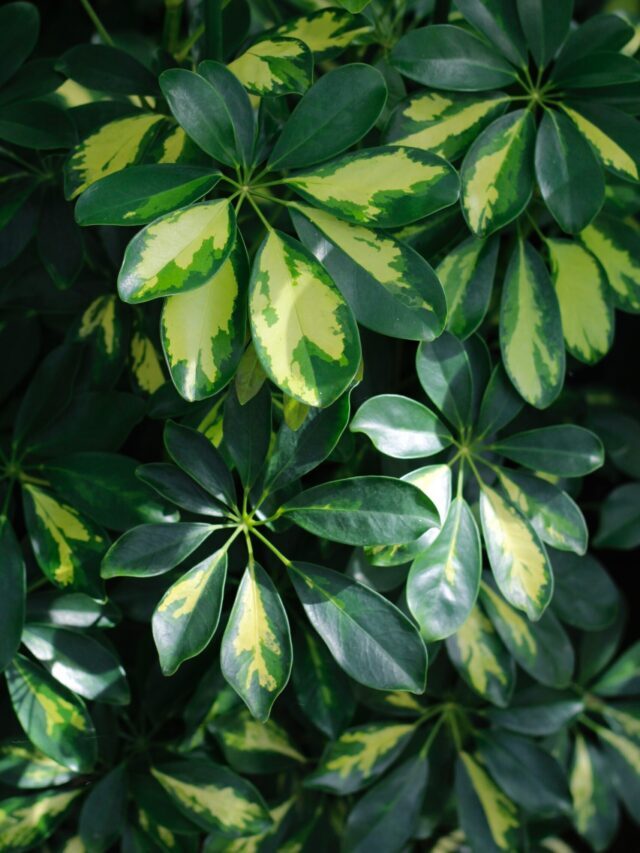 Grow Schefflera Houseplant To Purify Air
