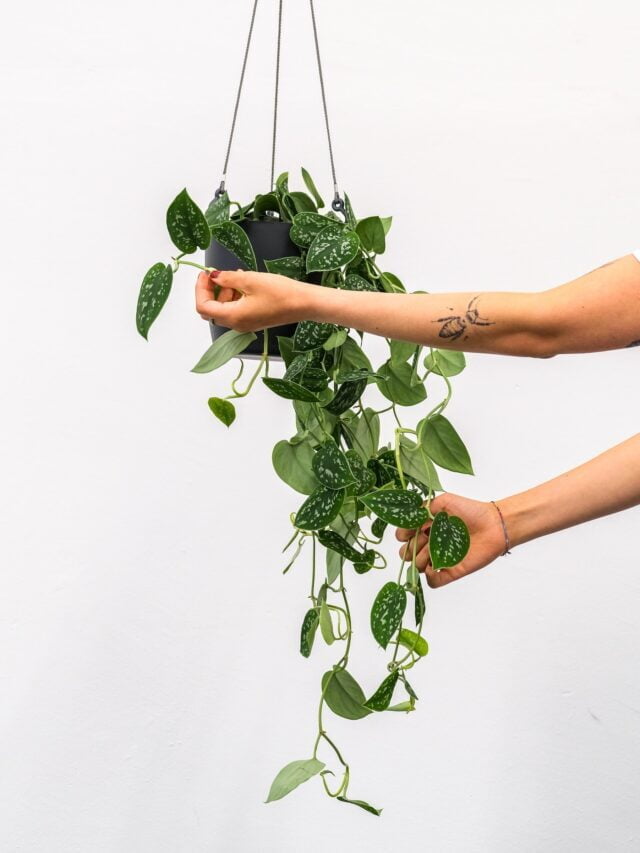 7 Scindapsus pictus (Satin Pothos) Care Tips