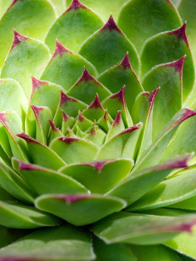 How To Grow & Care For Sempervivum Tectorum
