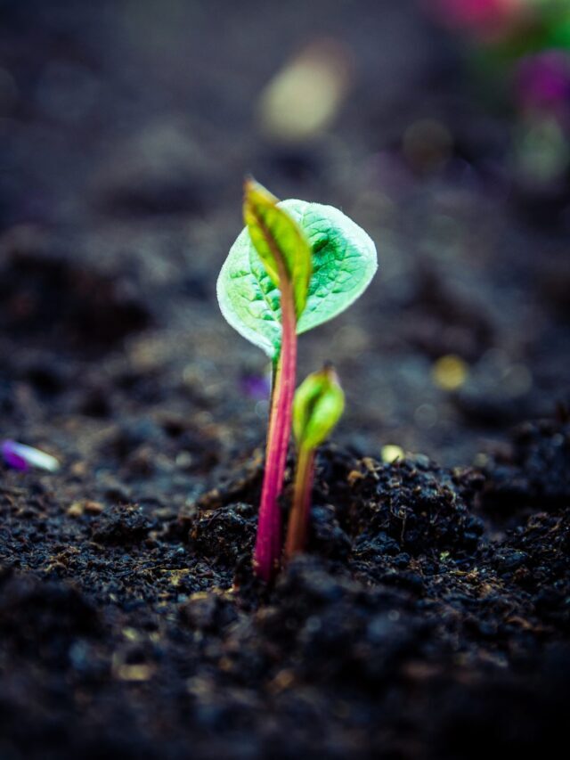 How To Start Improving Soil Health