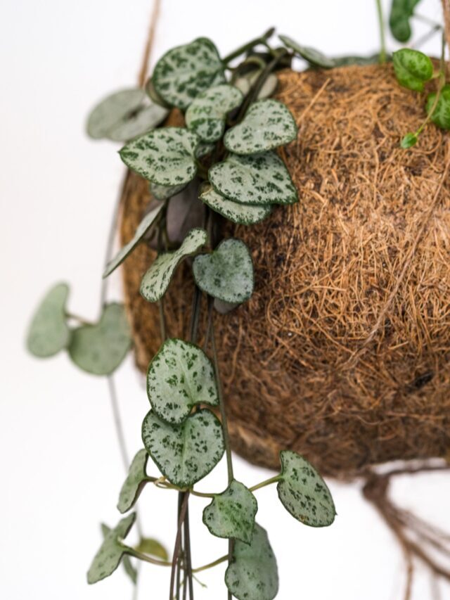 How To Grow & Care For String Of Heart Plant