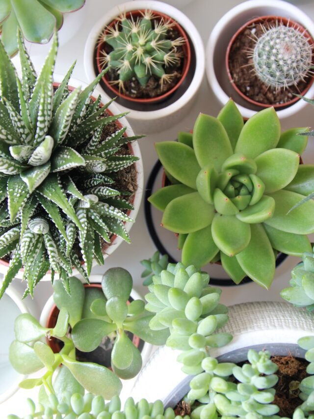 Beginner Friendly Succulent Plants