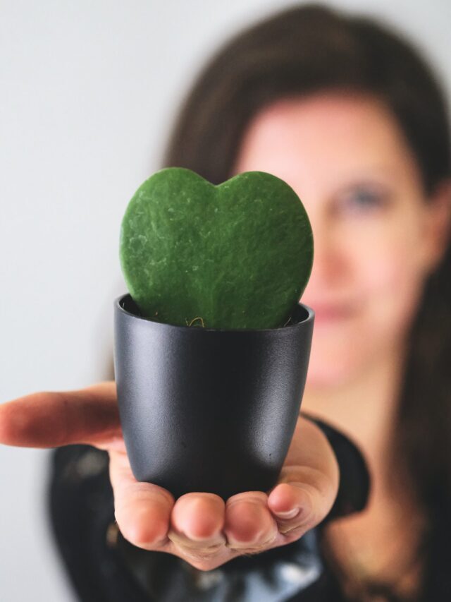 How To Grow & Care For Sweetheart Plant (Valentine Hoya)