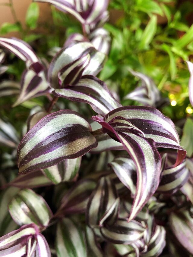 7 Wandering Jew Plant Care Tips