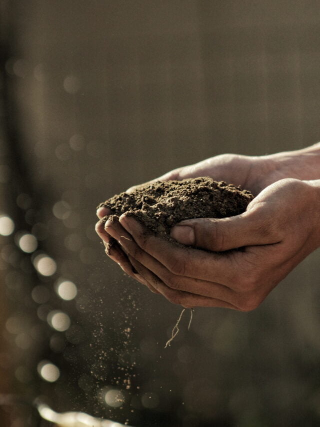 Why World Soil Day Is Celebrated On 5th December