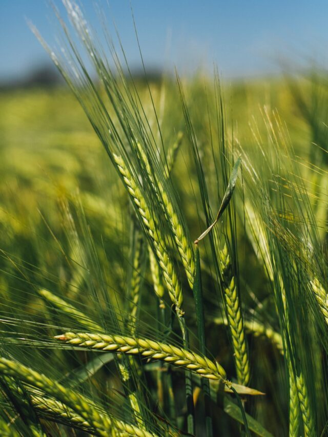 World Wide Oppurtunities On Organic Farms