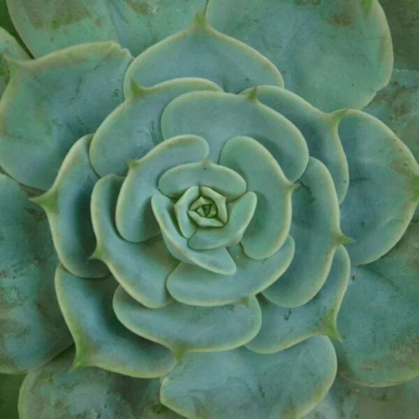 echeveria-lilacina