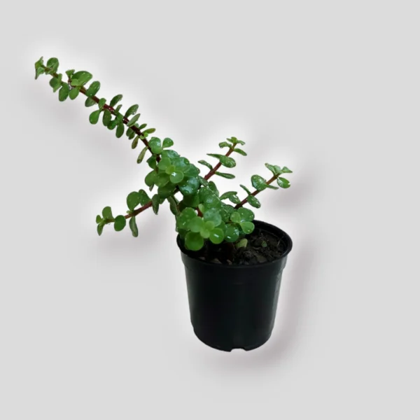 jade-plant-for-sale