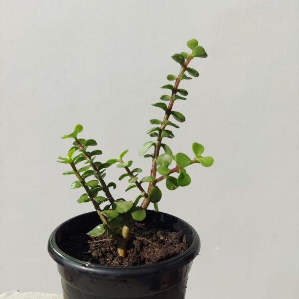 jade-plant-price