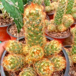 mammillaria-elongata-ladyfinger-cactus