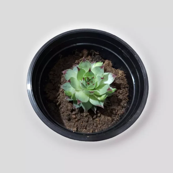 sempervivum-succulent-plant