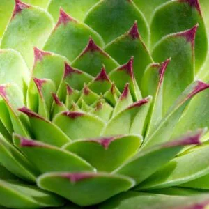 sempervivum-tectorum-plant