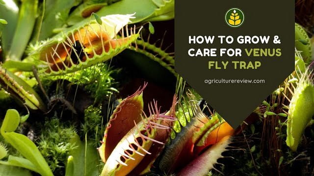 How To Grow & Care For Venus Fly Trap