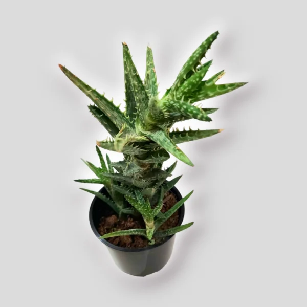 aloe-juvenna-tiger-tooth-aloe-live-succulent-plant