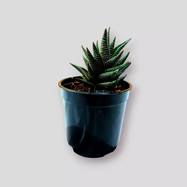 buy-haworthia-succulent-plant
