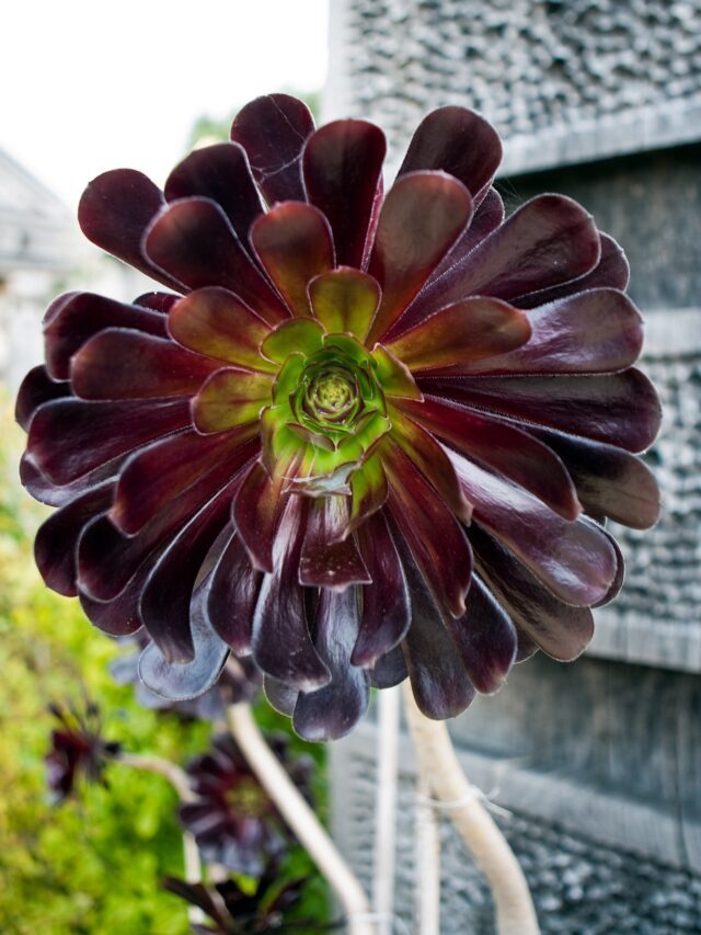 How To Grow & Care For Aeonium Succulents