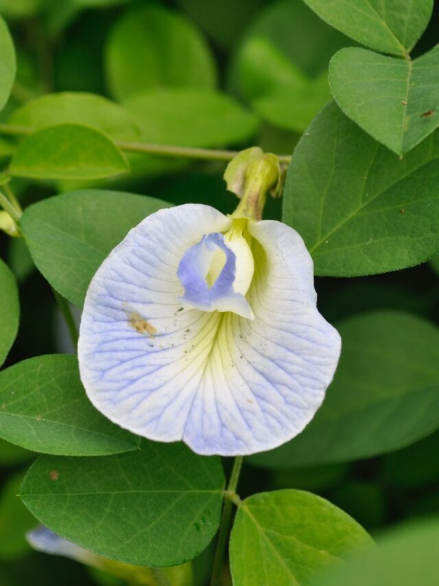 How To Grow & Care For Aparajita (Asian Pigeonwings)