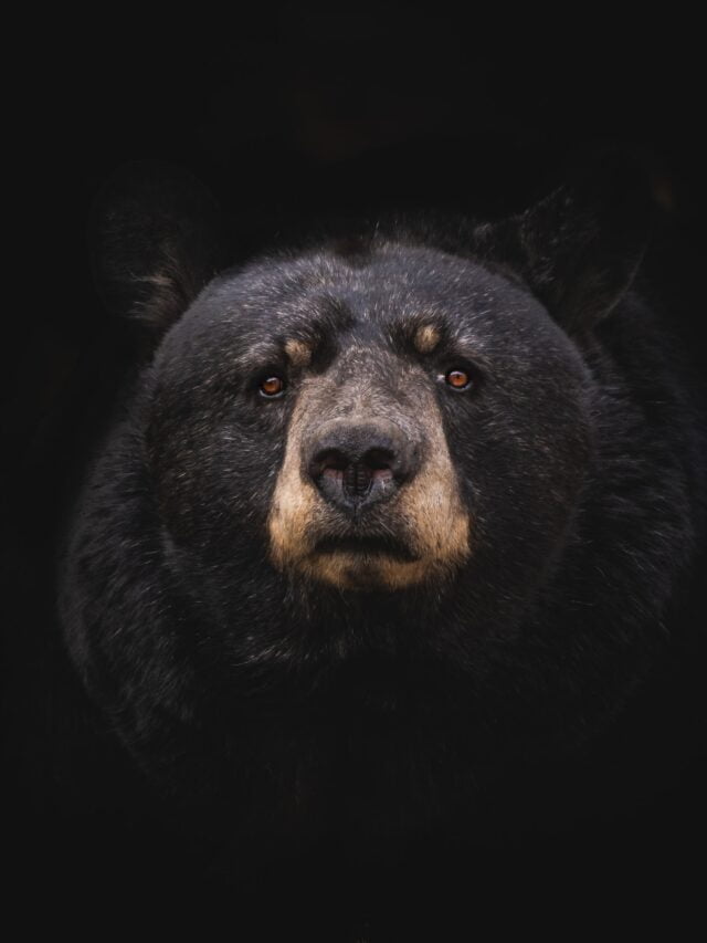 Horrific Truth About Bear Bile Farming