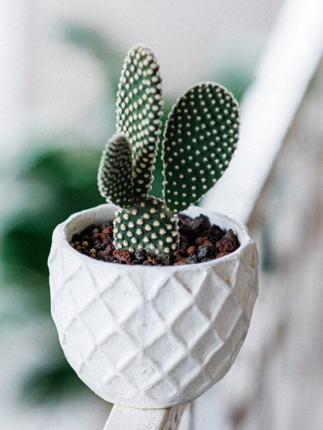 How To Grow & Care For Bunny Ear Cactus