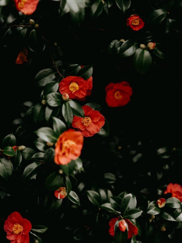 How To Plant, Grow & Care For Camellia