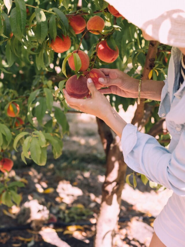 Grow These Fruit Trees In Your Garden
