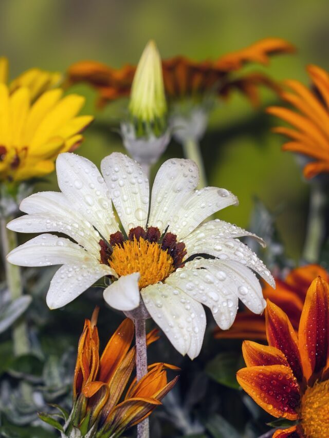 How To Grow & Care For Gazania