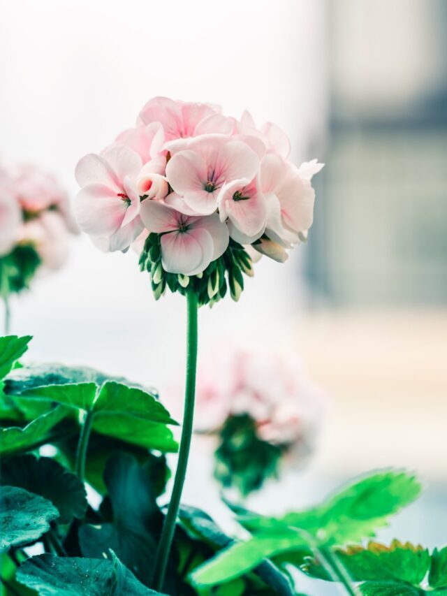How To Grow & Care For Geranium
