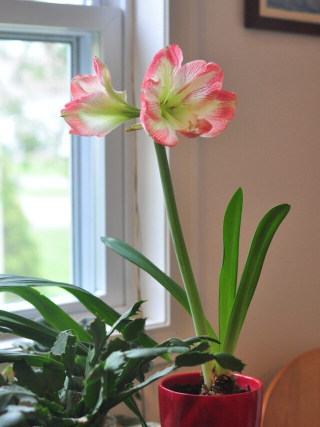 How To Grow & Care For Amaryllis